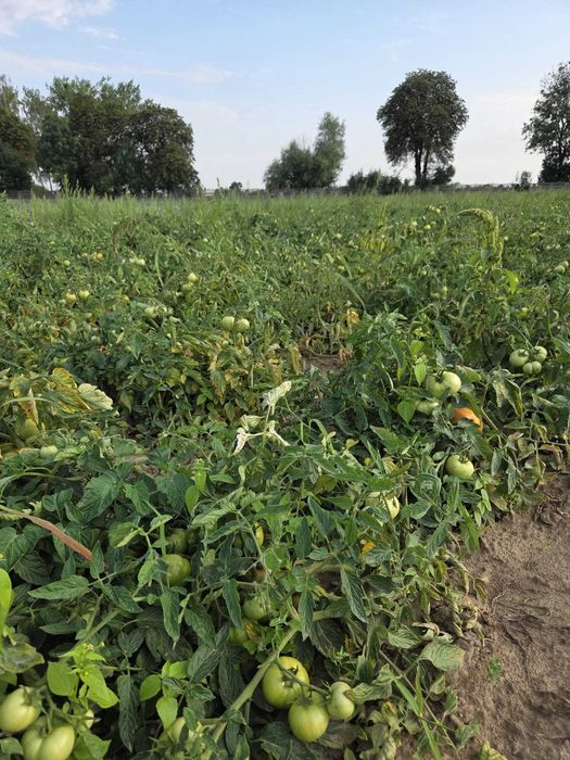Pomidory gruntowe odmiana Jutrosz - uprawa bez chemii i nawozów