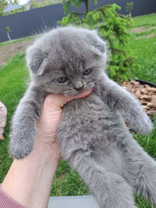 Шотландський котик