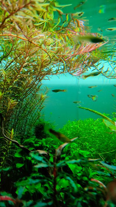 Guppys machos e fêmeas