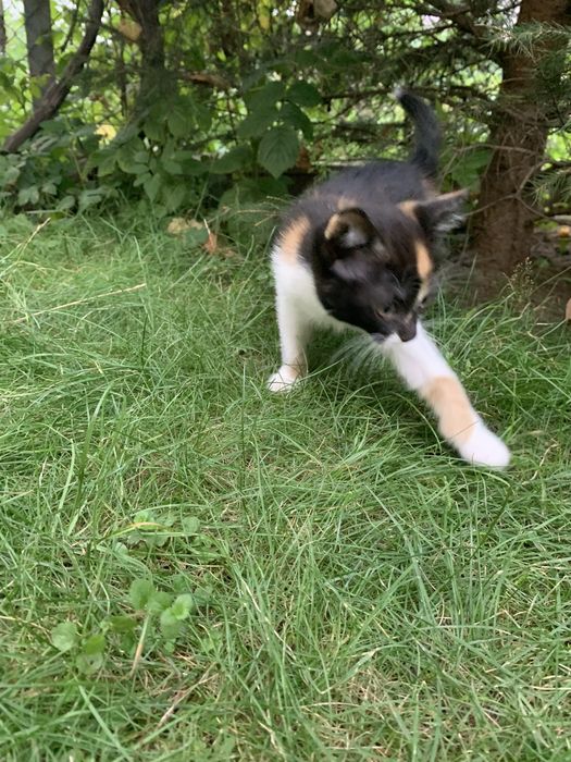 Маленькі милі котики