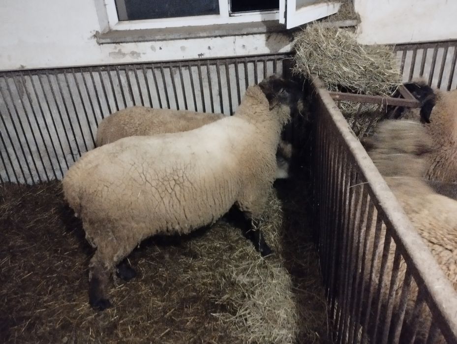 Baran suffolk czarnogłówka