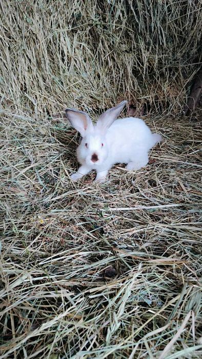 Кролі кролики декілька порід