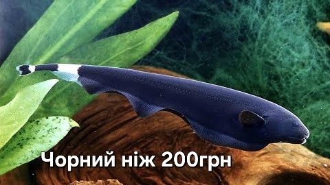 Рыбки в аквариум