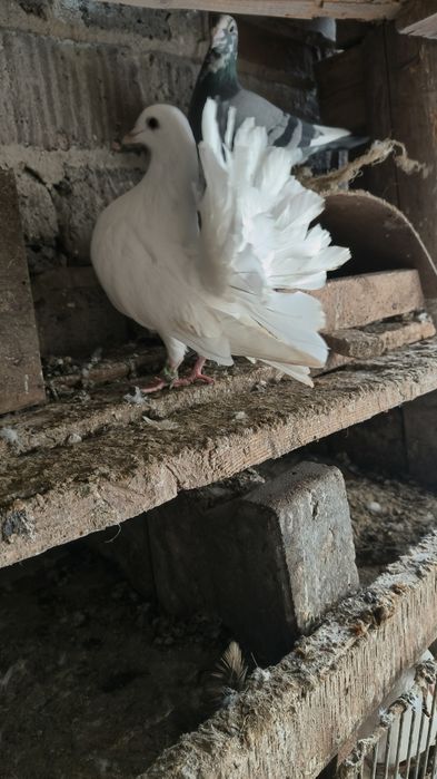 Młode Pawik samiczki