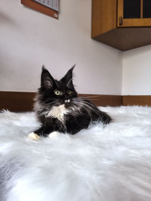 Piękny czarny kocurek szuka domku