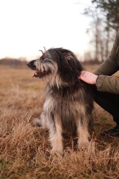 Poznajcie Rokiego, jest pogodny, oddany. Chciałby mieć dom