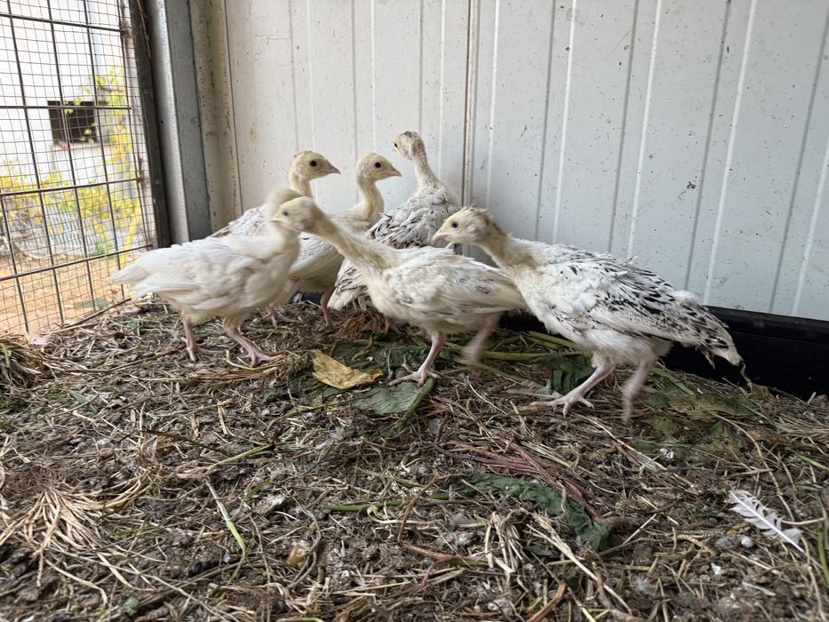 Ovos de peruas criadas naturalmente e ovos