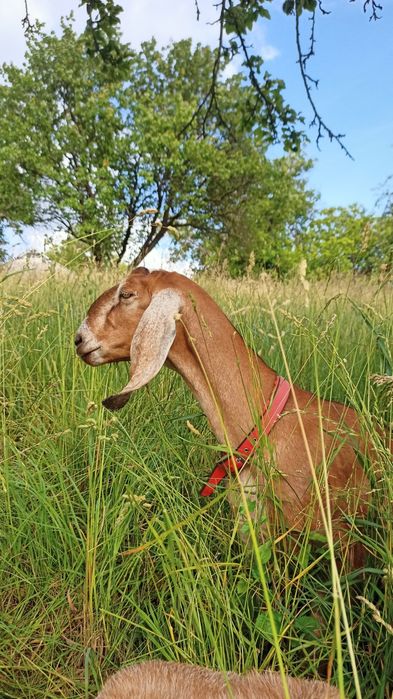 100% Англонубійсі Дойні Кози