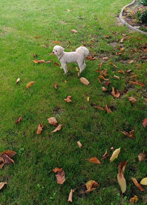 В'язка мальтезе ,мальтійська колонка