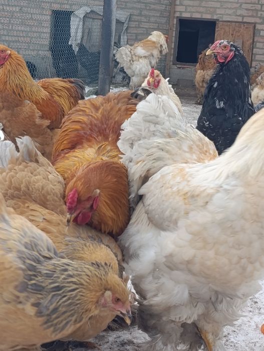 Півень брама лимон,палевоблакитний