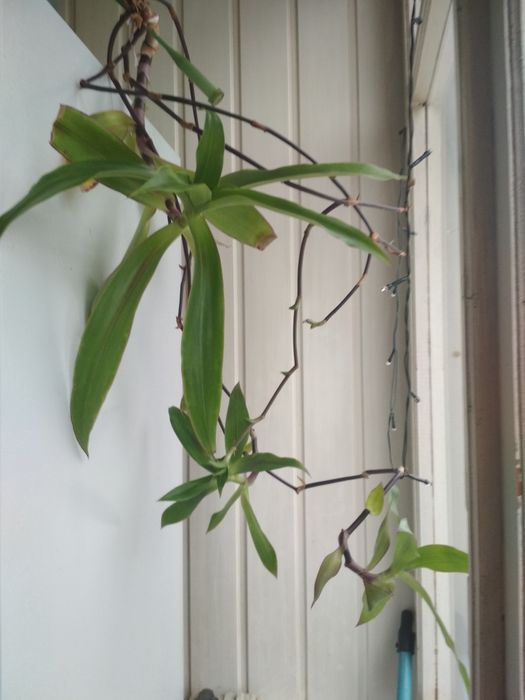 Вазон золотий вус кімнатна рослина