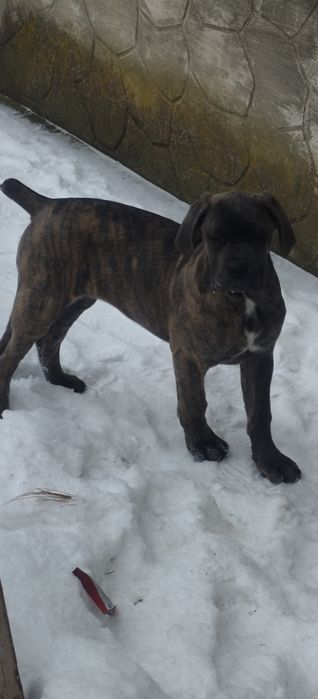 Кане карсо дівчинка 3,5 місяці