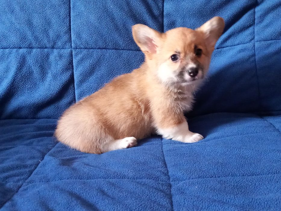 Дівчата коргі пемброк