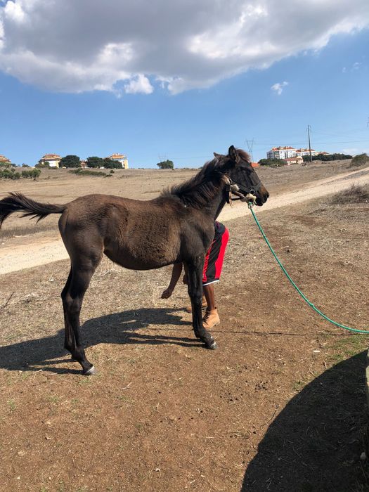 Poldra lusitana 12meses