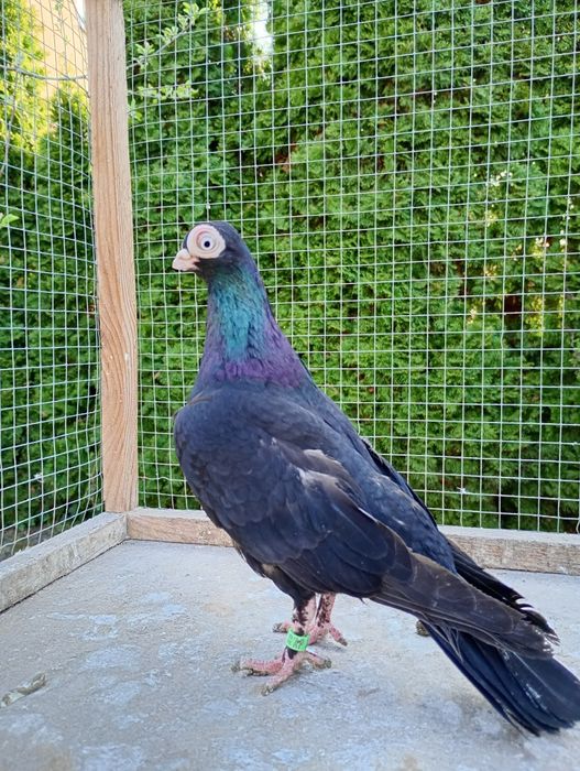 Maściuchy samice żółta i czarna