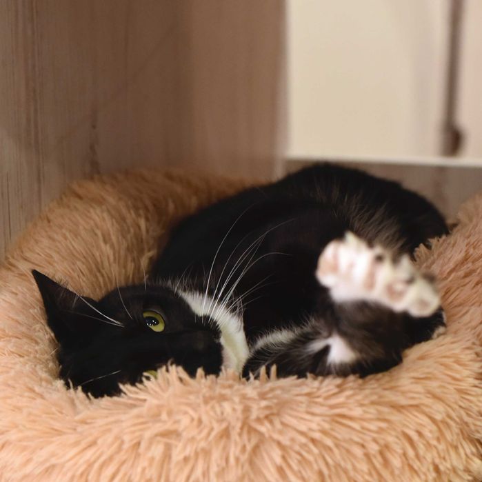 Замечательны, красивый кот Леклер