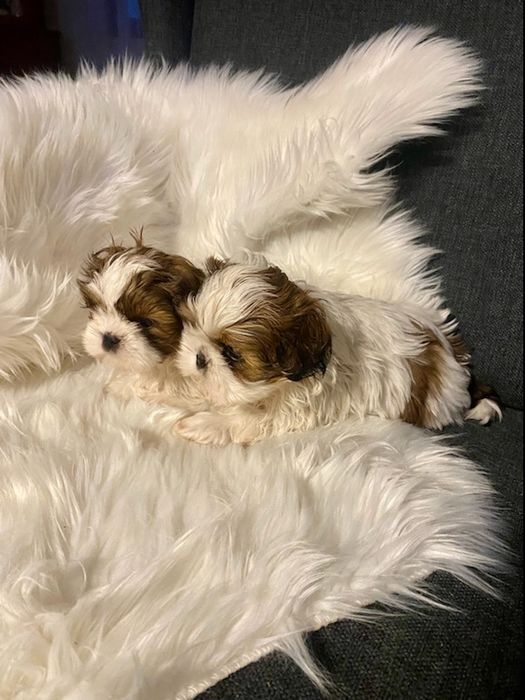 Shih tzu szczeniaczek