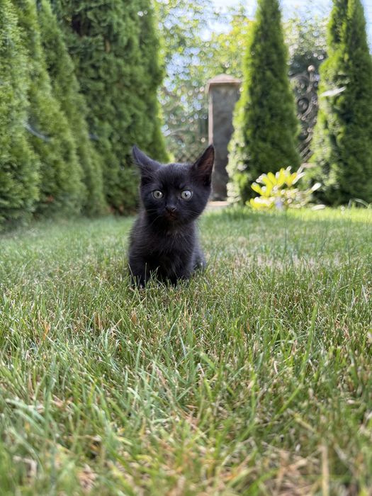 Котик в хорошу сімʼю
