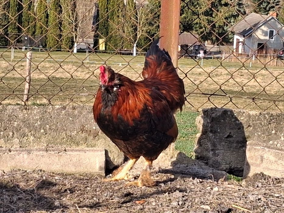 Sprzedam młode koguty