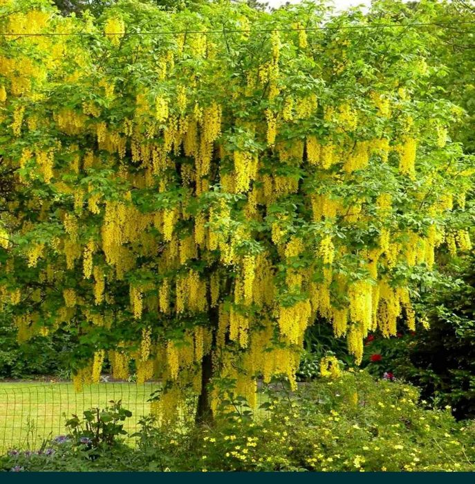 Бавовник ,семена