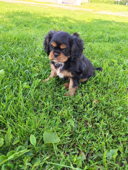 Cavalier king charles spaniel