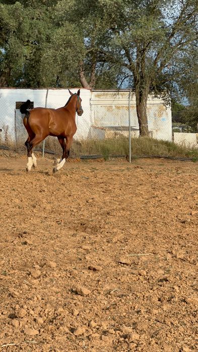 Poldro lusoarabe 4 anos 1,65