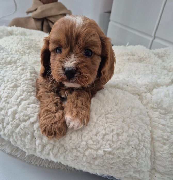 Cavapoo F1 Cavalier - Pudel