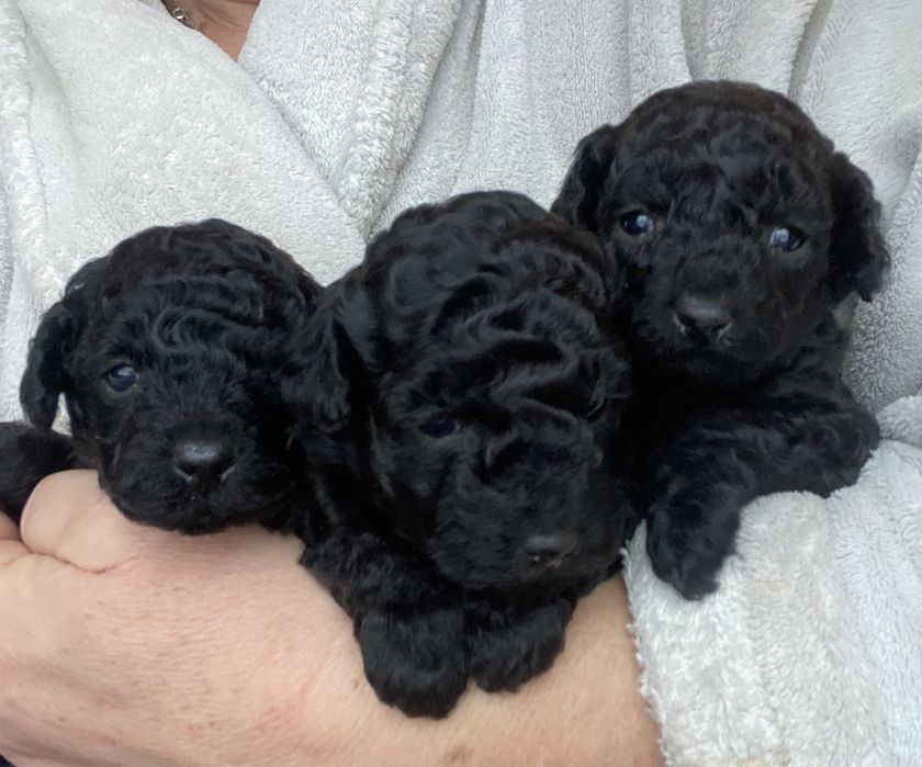 Дівчата чорного пуделя
