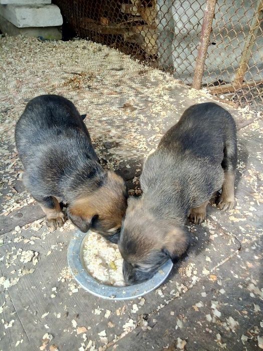 Продам цуценят бельгійської вівчарки