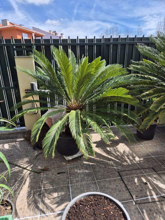 Cycas revolutas adultas