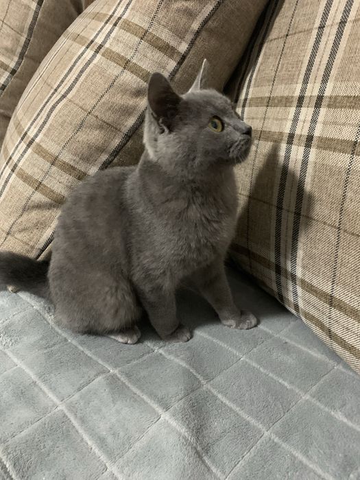 Котик хлопчик , вік 6 міс.