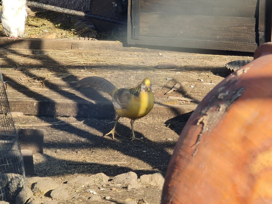 Продам лимонний фазан