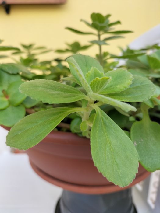Lindo vaso com planta maravilha