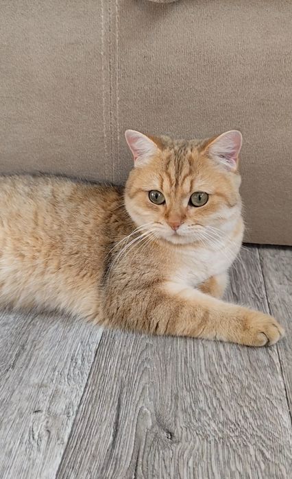 Британська золота шиншила прямовухі хлопчик дівчинка