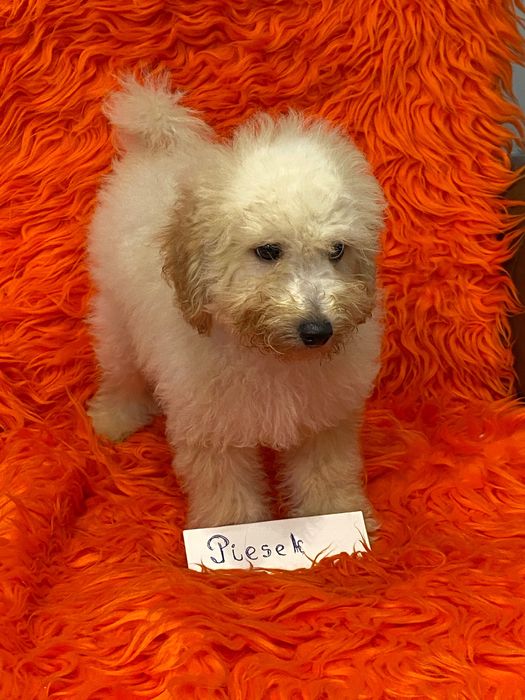 Sprzedam piękne cockapoo