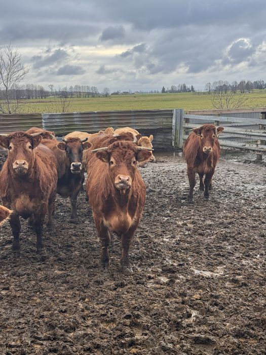 Sprzedam jałówki wysokocielne Limousine