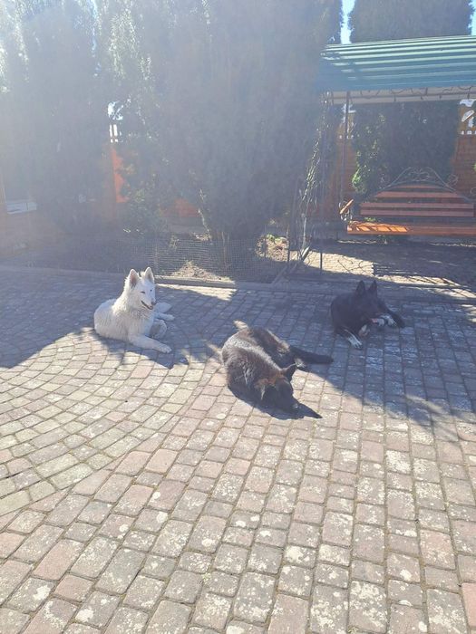 Перетримка ( перевезення по Україні )