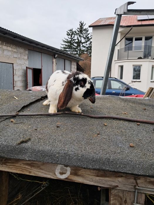 Król/królik - samczyk