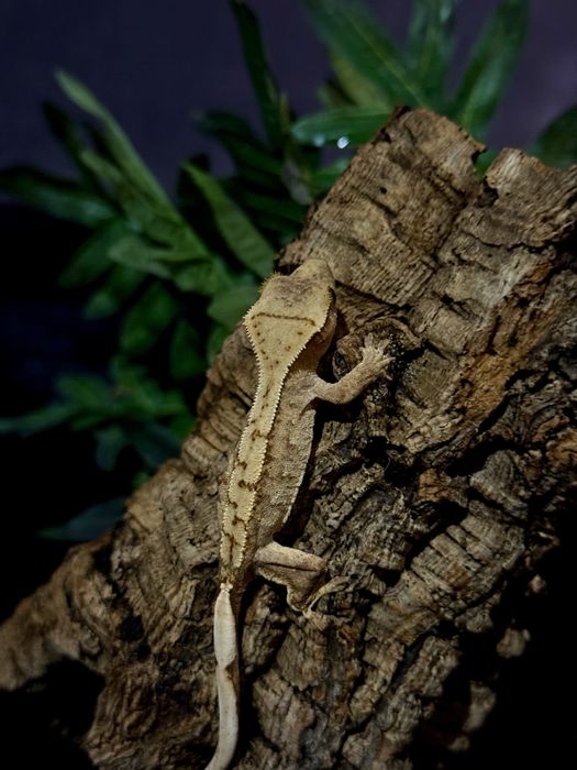Gekon Orzęsiony po samcu Lilly White