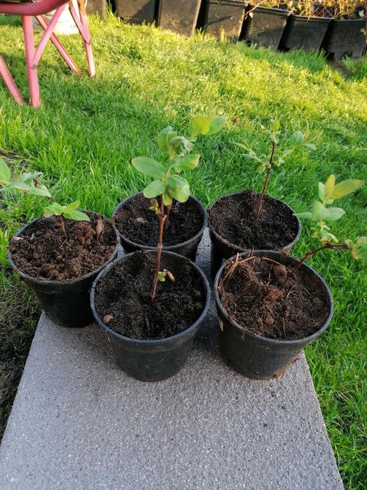 Jagoda Kamczacka - sadzonki