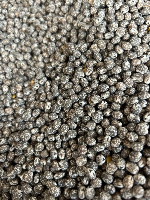 Łubin gorzki karo/oskar po centrali