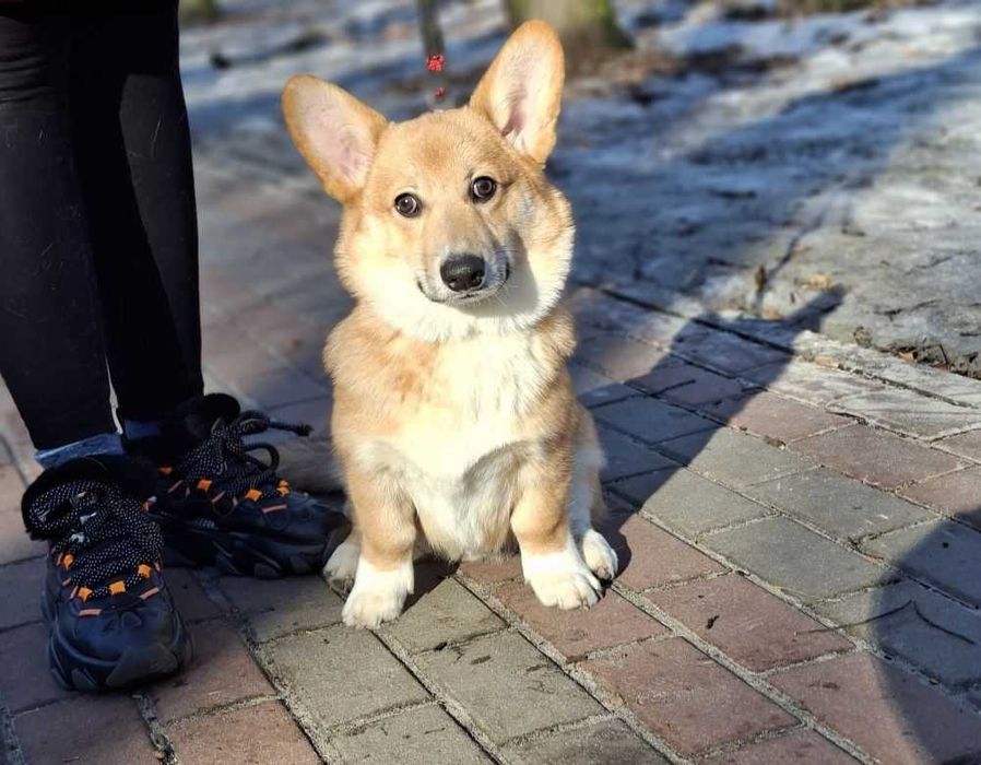 Дуже чудовий хлопчик вельш коргі пемброк,док КСУ,Київ
