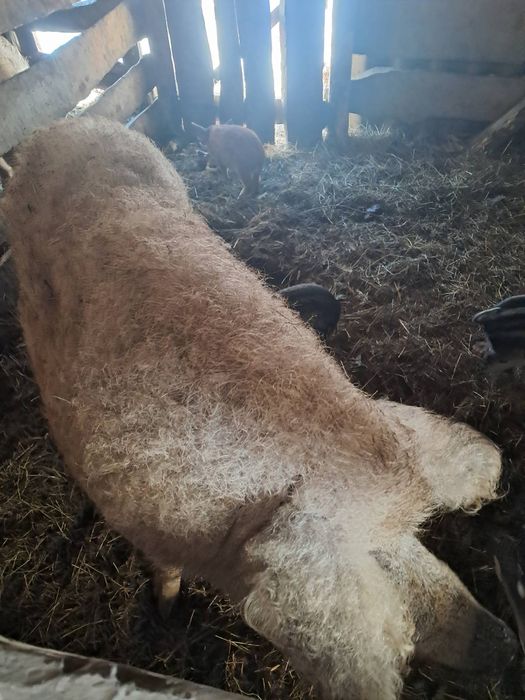 В продажі поросята породи мангалиця. Народжені 10.12.25