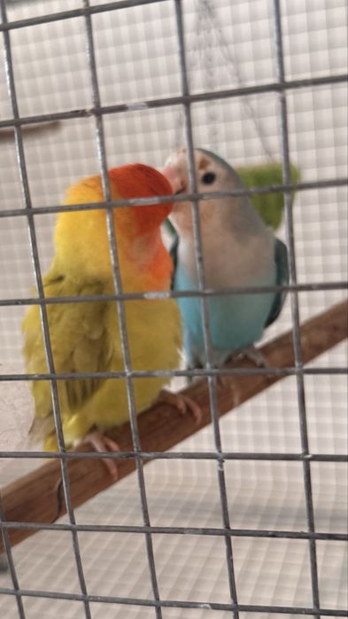 Vendo casal de Agapornis domesticado