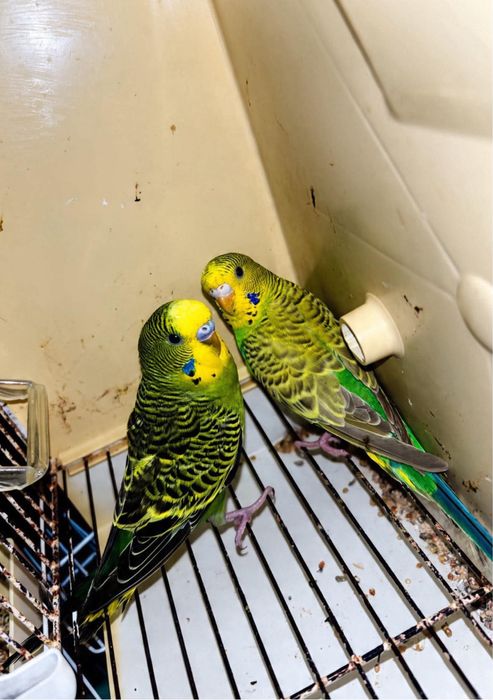 Casal de periquitos