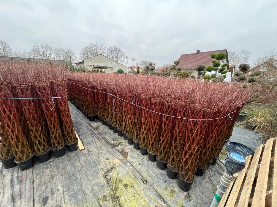 Producent Wierzba Pleciona 130cm 27zl