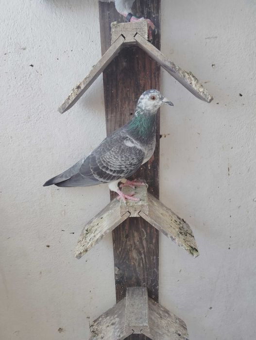 Pombos correios reprodutores