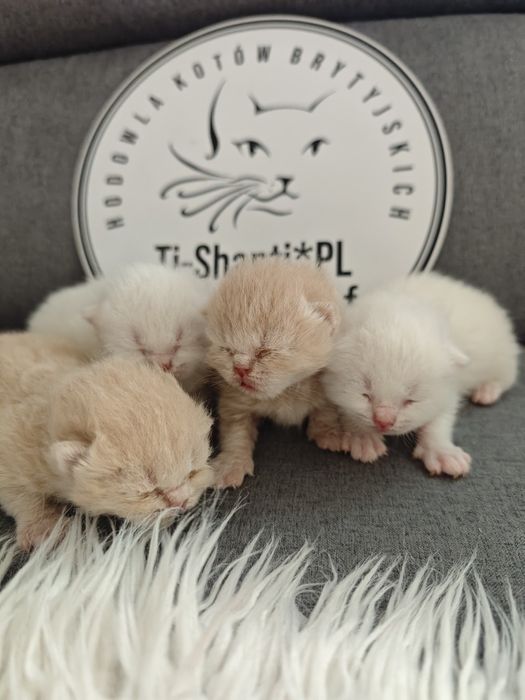 Kot  brytyjski kremowy,  biały krótkowłosy FPL FIFE