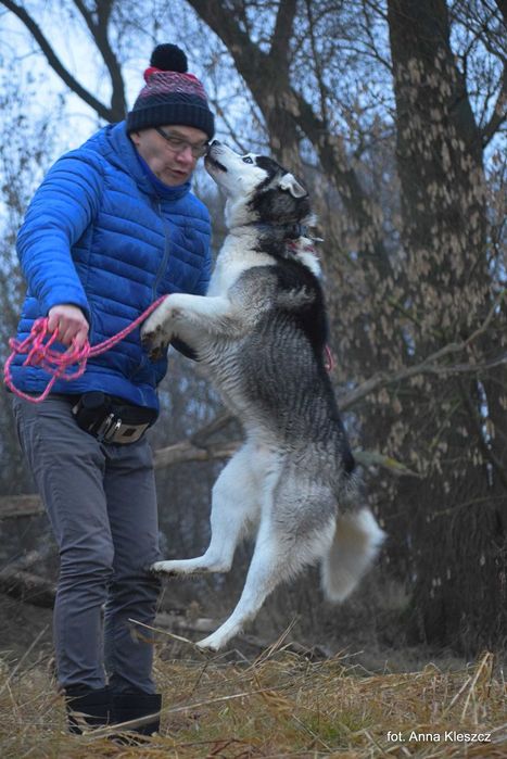 Azurro - młody pies w typie siberian husky adopcja