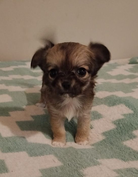 Chihuahua suczka